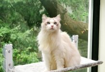 【折后$12.49 Prime包邮】pettycare 无绳猫咪窗台吊床