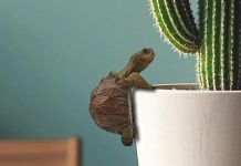 【折后$4.49 Prime包邮】仿真爬行乌龟树脂装饰摆件