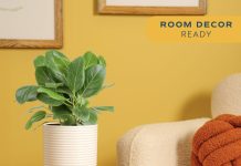 【折后$20.36 Prime包邮】Costa Farms 榕树奥黛丽盆栽!