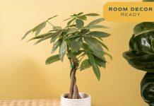 召唤暴富!【折后$29.99 Prime包邮】Costa Farms 发财树 3-4 Feet高 12-16 Inches!