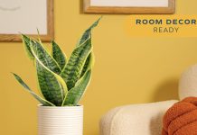 【折后$16.79 Prime包邮】Costa Farms 龙舌兰绿植!