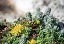 【折后$12.24 Prime包邮】无毒多肉地被 10 in. x 20 in!