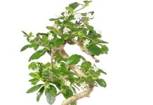 【折后$20 Prime包邮】Brussel’s Bonsai福健茶盆景活体小型室内盆栽