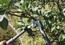 【折后$12.49 Prime包邮】18英寸树枝修剪剪刀!