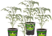 在家实现小番茄自由!【折后低至$13.49 Prime包邮】Bonnie Plants Sun Sugar 黄色/红色樱桃番茄苗 4株装