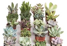 【折后$27.34 Prime包邮】 Succulents 多肉20盆!