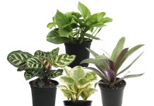 【折后$19.58 Prime包邮】Essential Houseplant 绿植 四件套!